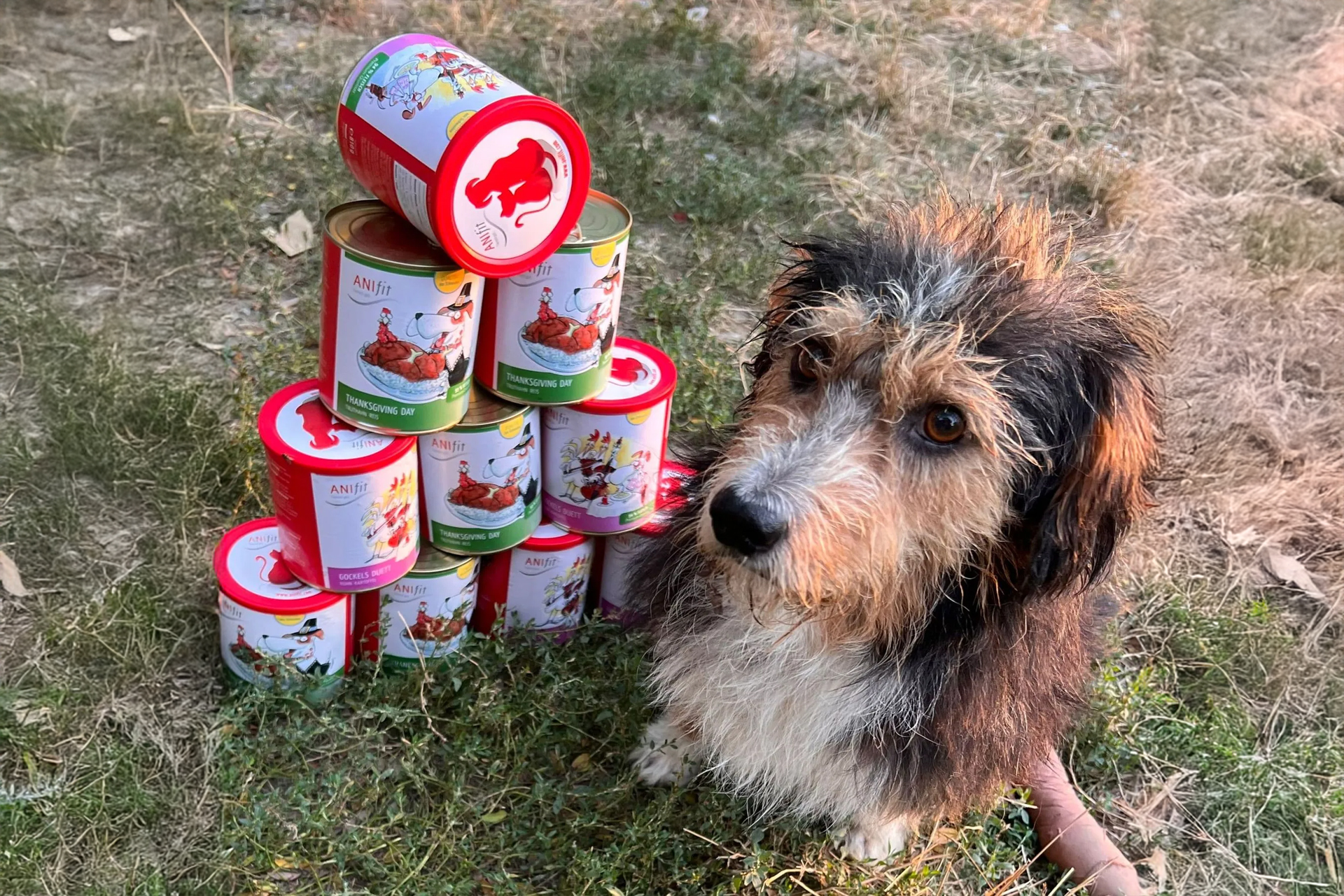 Hund neben Hundefutter Dosen Turm