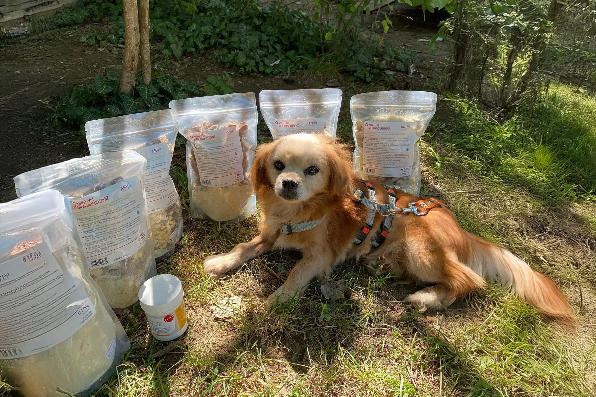 Hund vor Futtertüten ANIfit