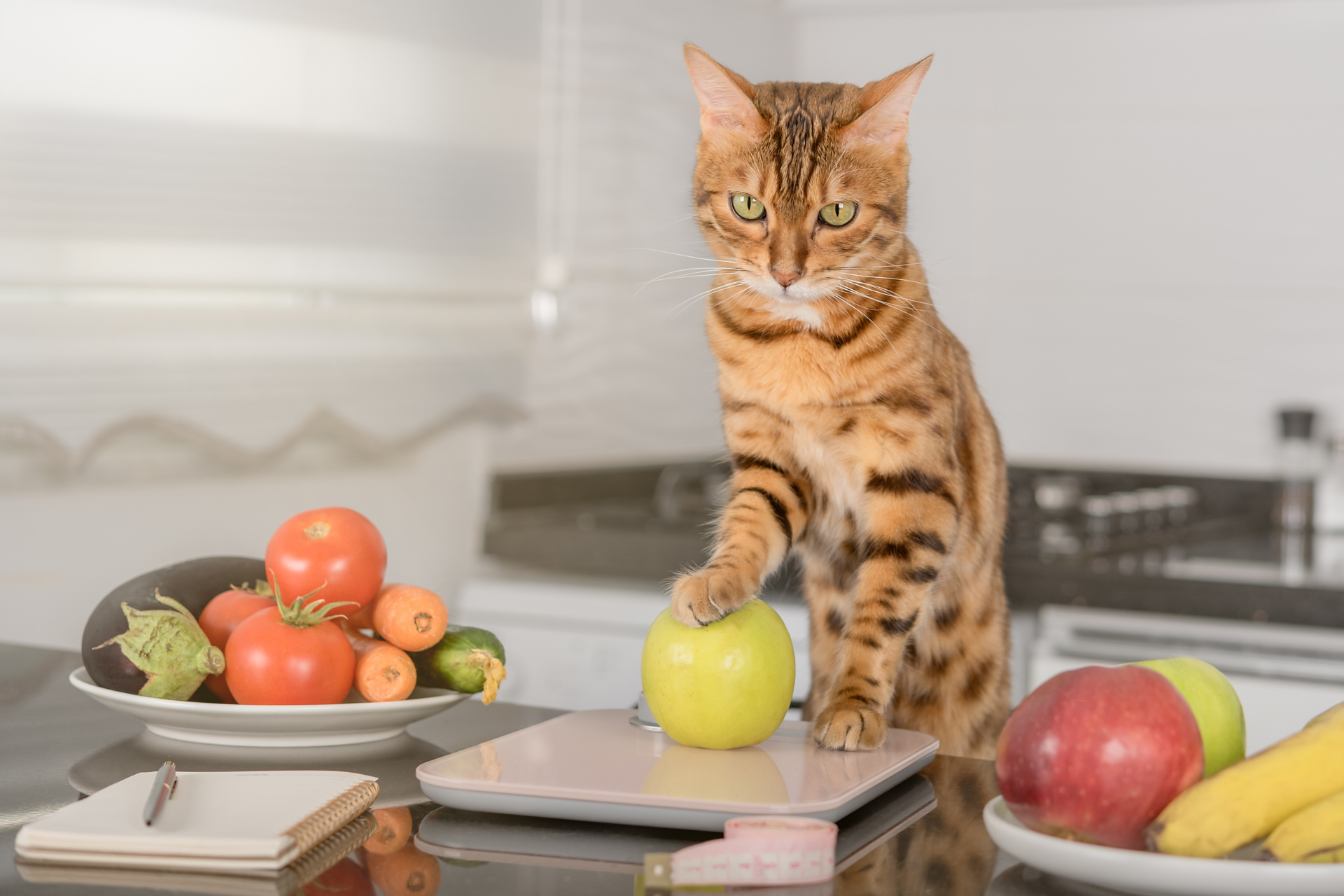 Ernährungsberatung Katze 5 Ernährungsberatung Katze