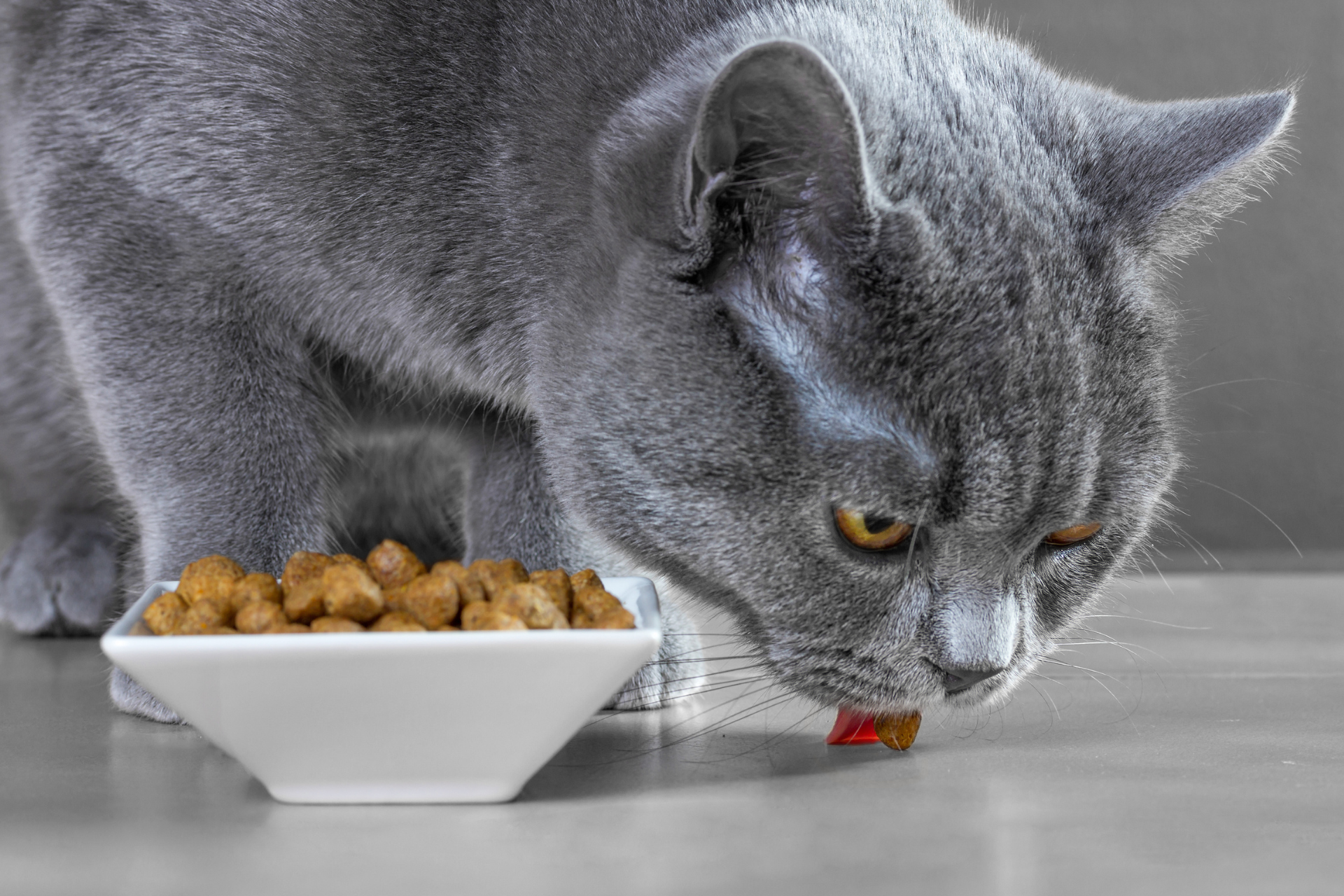 Ernährungsberatung Katze 3 Ernährungsberatung Katze