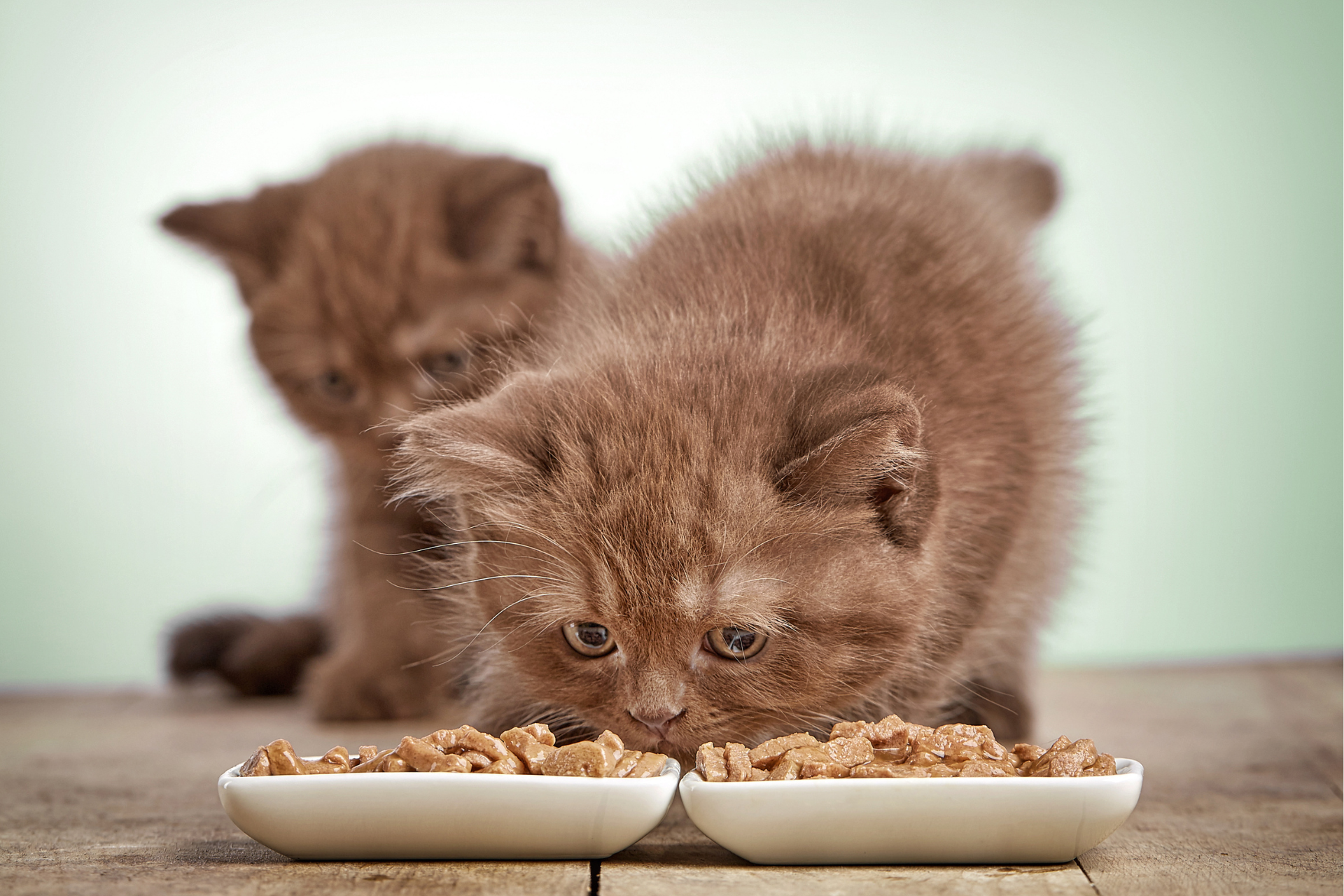 Ernährungsberatung Katze 7 Ernährungsberatung Katze