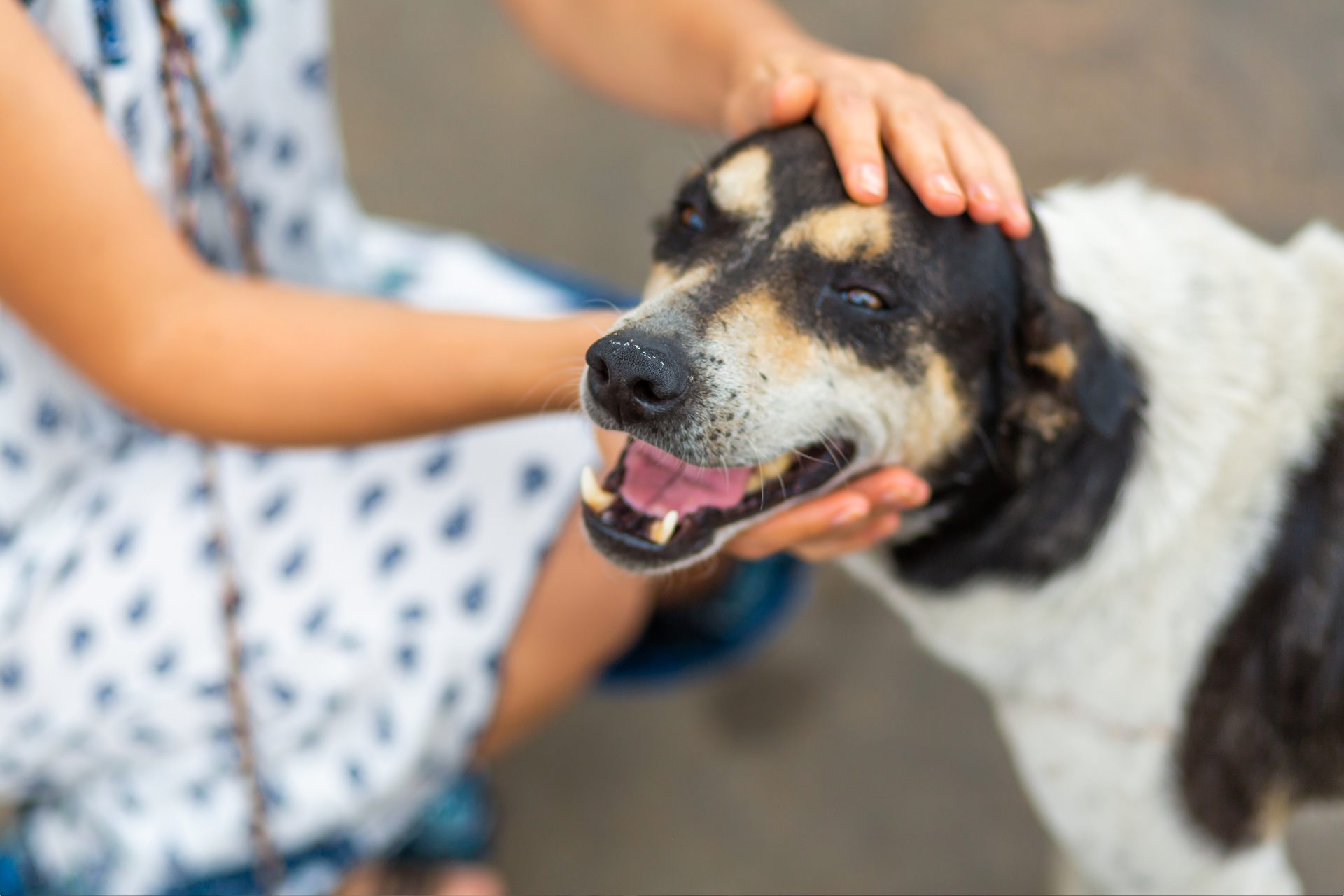 Hund holt sich Streicheleinheiten