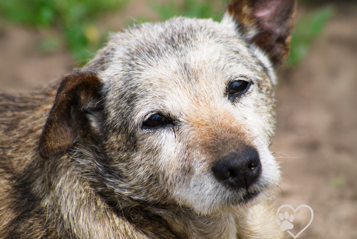 Trauriger Blick eines Hundes