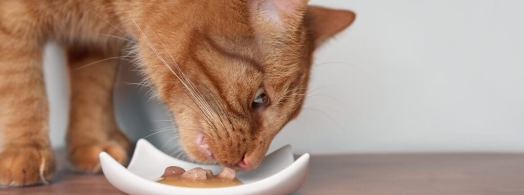 Ernährungsberatung Katze, Katze frisst aus Porzellanschale