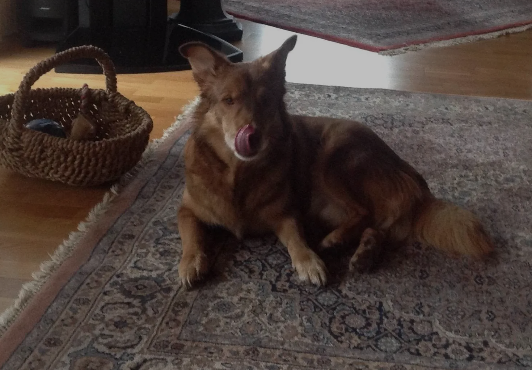 Hund auf einem Teppich