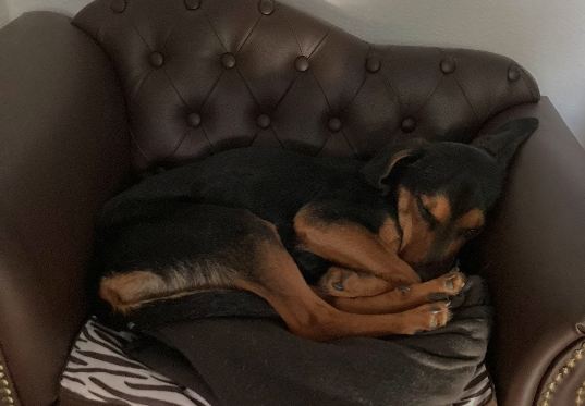 Hund eingekuschelt auf einem Sessel