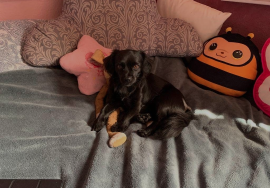 Hund mit Decke auf dem Sofa