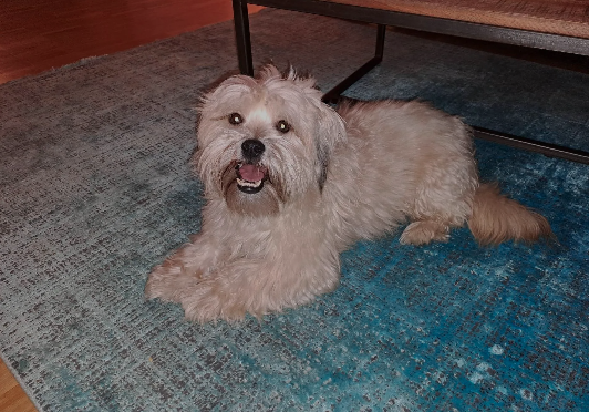 Hund auf einem Teppich