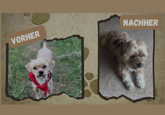Vorher Nachher Bild von einem Hund