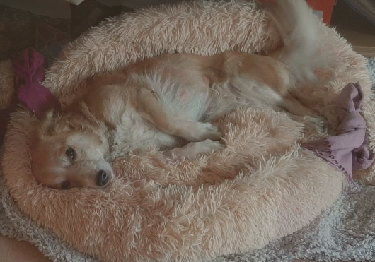 Hund auf seinem Hundebett