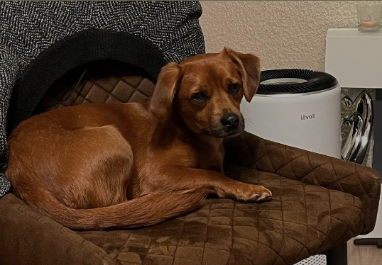 Hund auf einem Stuhl