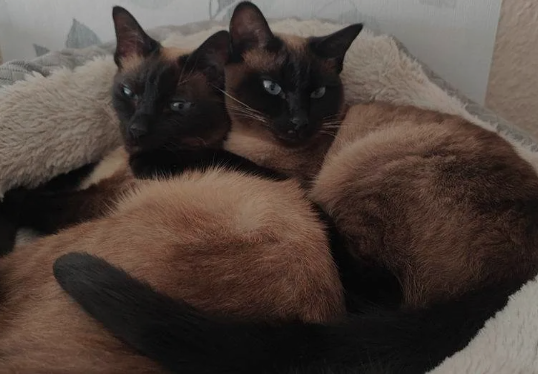 zwei Katzen zusammen gekuschelt