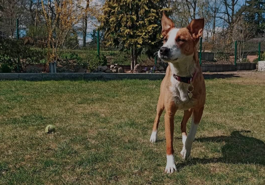 Hund im Garten am spielen