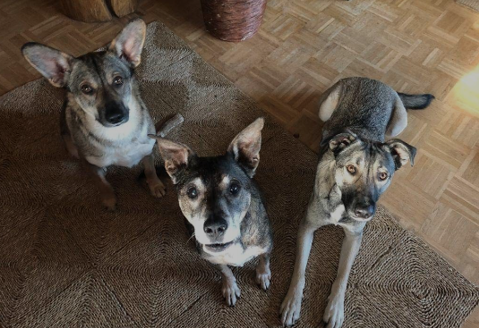 Drei Hunde die einen anschauen
