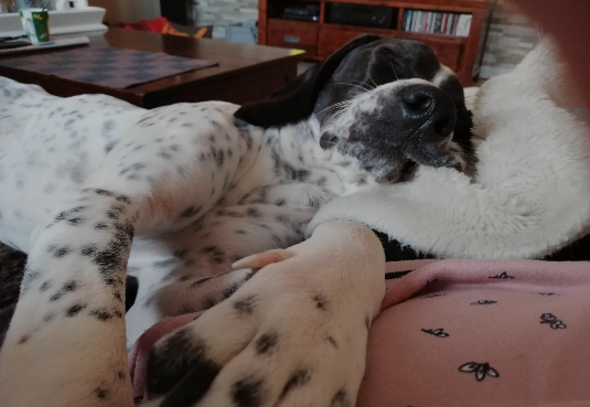 Hund kuschelt sich an