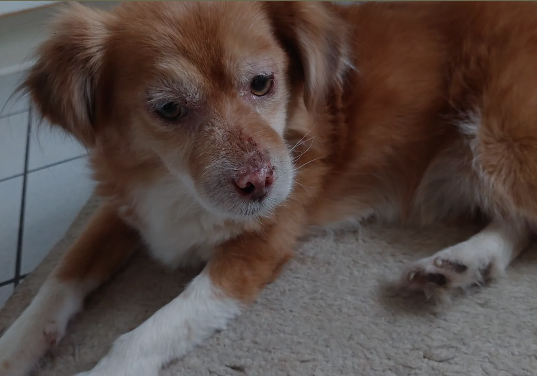 Hund mit traurigem Blick