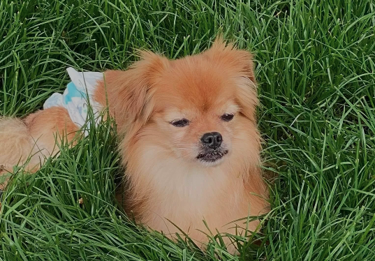 Hund liegend im hohen Gras