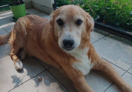 Hund liegend auf der Terrasse