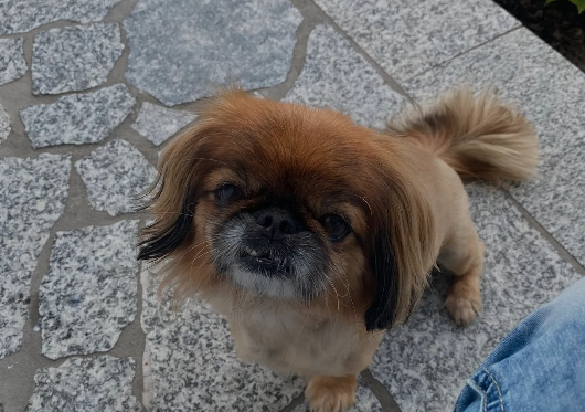 Kleiner Hund sitzend auf der Terrasse
