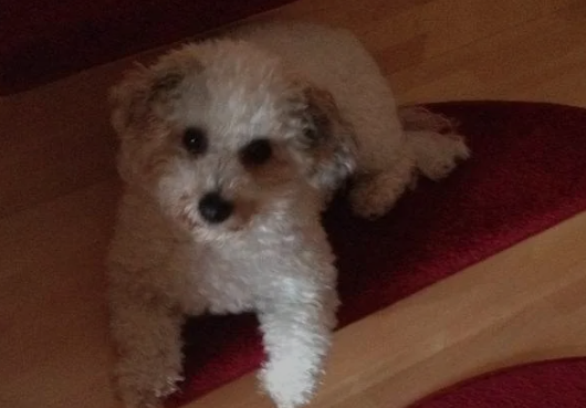 Hund liegend auf dem Teppich