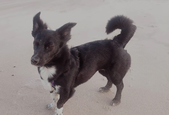Kleiner Hund am Strand