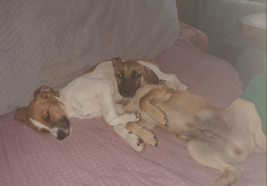 Zwei Hunde auf dem Sofa