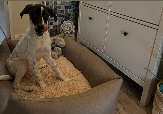 Hund auf seinem Hundebett