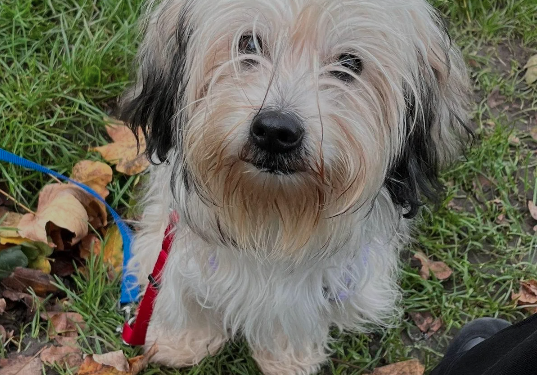 Kleiner Hund sitzend