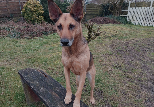 Hund mit den Vorderbeinen auf einer Bank