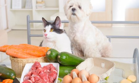 Katze und Hund mit Frischen Zutaten
