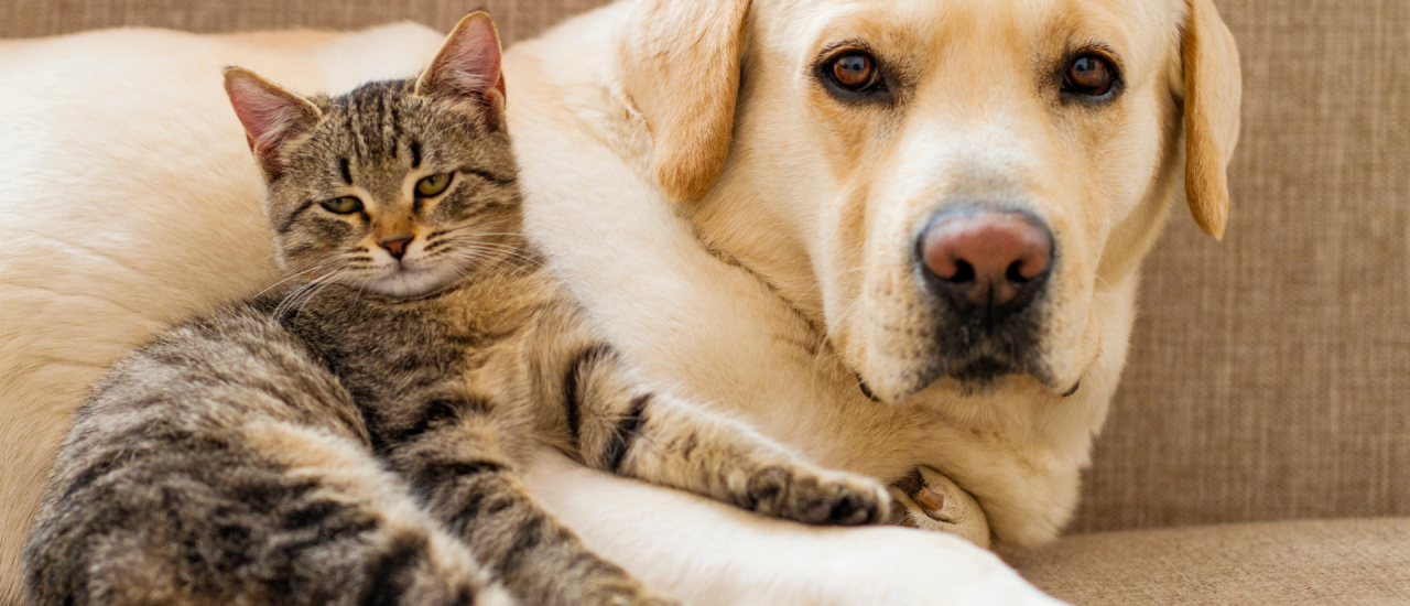 Katze kuschelt sich an einen Hund