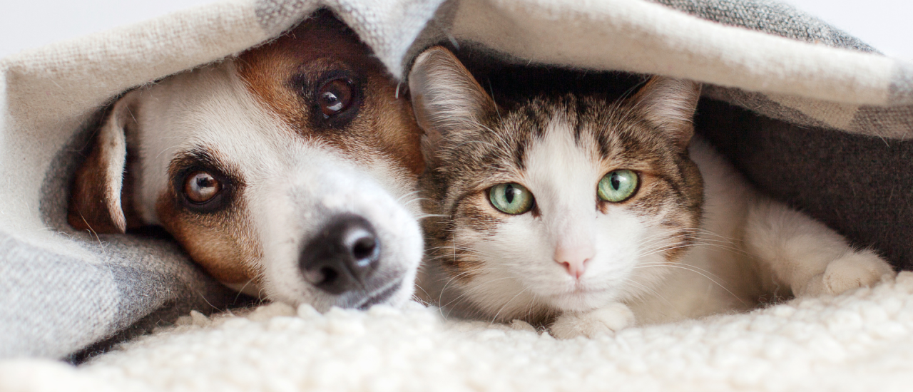 Hund und Katze unter einer Decke