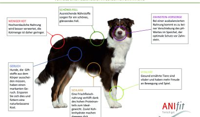 Vorteile für Hunde einer Gesunden Ernährung