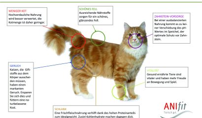 Vorteile für Katzen einer Gesunden Ernährung