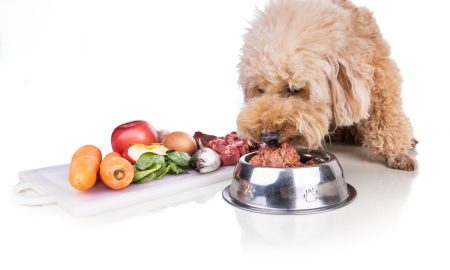 Ernährungsberatung Hund