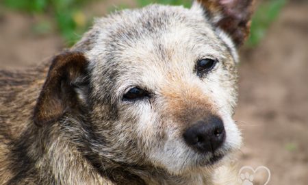 Trauriger Blick eines Hundes